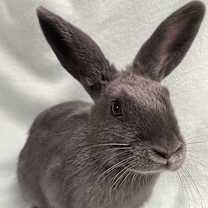 Thumbnail photo of Skye #1