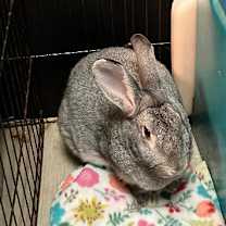 Thumbnail photo of Stormy #1