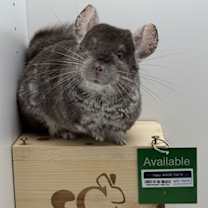 Thumbnail photo of Topsy #2