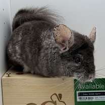 Thumbnail photo of Topsy #3