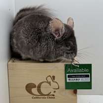 Thumbnail photo of Topsy #4