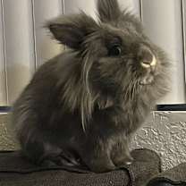 Thumbnail photo of Diggs #1