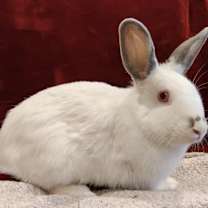 Thumbnail photo of Pippi #1