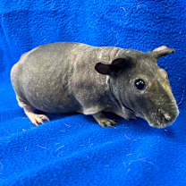 Thumbnail photo of Chip (bonded with Dale) #1