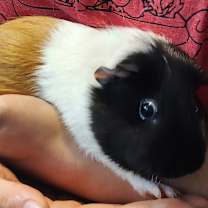 Thumbnail photo of Rileytomato #1