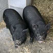 Thumbnail photo of Binx #4