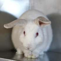 Thumbnail photo of Thing 1  #2