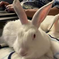 Thumbnail photo of Thing 1  #3