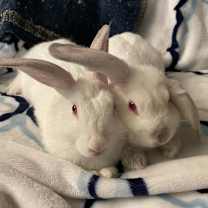 Thumbnail photo of Thing 1  #4