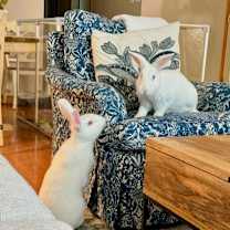 Thumbnail photo of Sam & Frodo - We're a Bonded Pair! #2