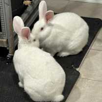 Thumbnail photo of Sam & Frodo - We're a Bonded Pair! #3
