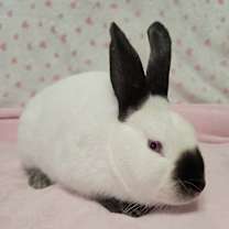 Thumbnail photo of Barbie #3