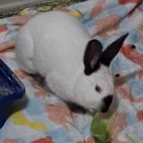 Thumbnail photo of Barbie #4