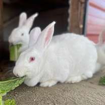 Thumbnail photo of Tulip #1