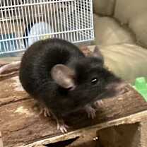 Thumbnail photo of Speckle #3