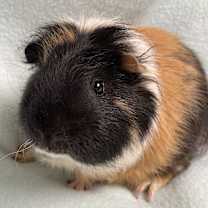 Thumbnail photo of Stephen #1