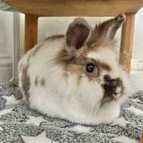 Thumbnail photo of Rusty (EC+) #3