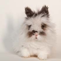 Thumbnail photo of Chalamet #3