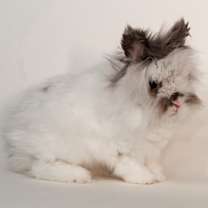 Thumbnail photo of Chalamet #4