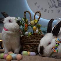 Thumbnail photo of Boo & Lou (Bonded) #1