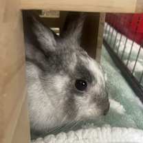 Thumbnail photo of Bumble #4