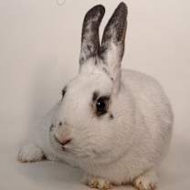 Thumbnail photo of Lady Mayor #4