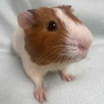 Thumbnail photo of Bailey #1