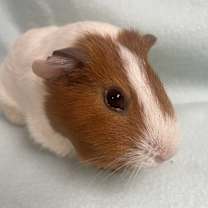 Thumbnail photo of Bailey #2