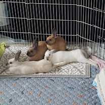 Thumbnail photo of Buttercream #2