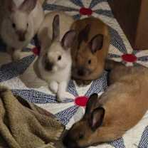 Thumbnail photo of Buttercream #3