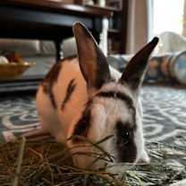 Thumbnail photo of Jacket #2