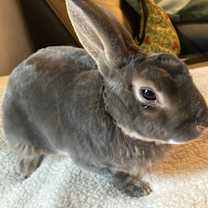 Thumbnail photo of Theo #3