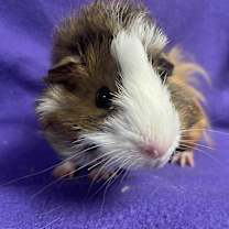 Thumbnail photo of Hubert #3