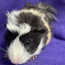 Thumbnail photo of Harris #2