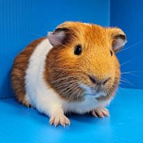 Thumbnail photo of Rome #3