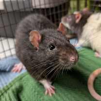 Thumbnail photo of CLARENCE #2