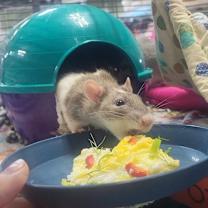 Thumbnail photo of Pinkie Pie #1