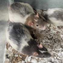 Thumbnail photo of Pinkie Pie #3