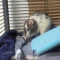 Thumbnail photo of Rarity #1