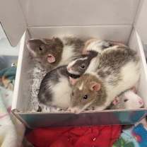 Thumbnail photo of Rarity #2