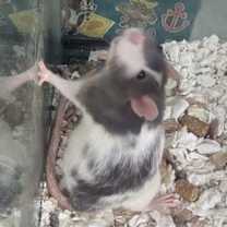 Thumbnail photo of Rarity #3