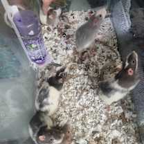 Thumbnail photo of Rarity #4