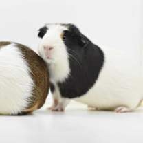 Thumbnail photo of Chip & Zora #1