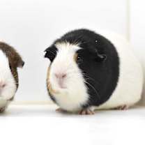 Thumbnail photo of Chip & Zora #2