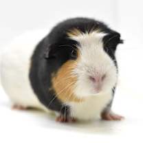 Thumbnail photo of Chip & Zora #3