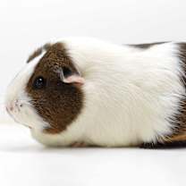 Thumbnail photo of Chip & Zora #4