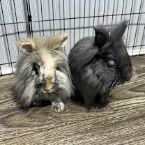 Thumbnail photo of Ash and Amos #1