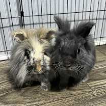 Thumbnail photo of Ash and Amos #4