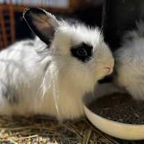 Thumbnail photo of Jeff Beck #1