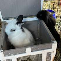 Thumbnail photo of Jeff Beck #2